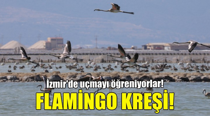 Flamingo kreşi... İzmir'de uçmayı öğreniyorlar!