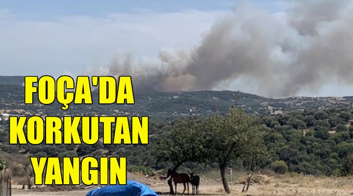 Foça'da korkutan yangın!