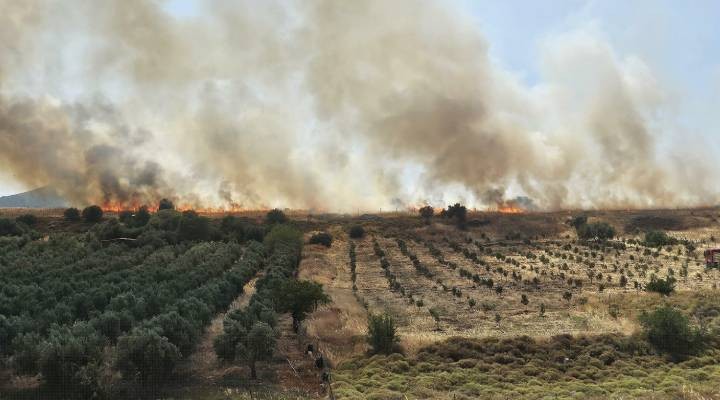 Foça'da ot yangını; 4 hektarlık alan zarar gördü