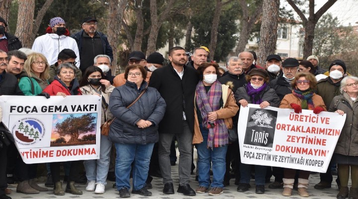 Foça'da zeytinime dokunma eylemi