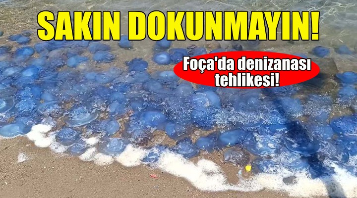 Foça sahillerinde denizanası tehlikesi!