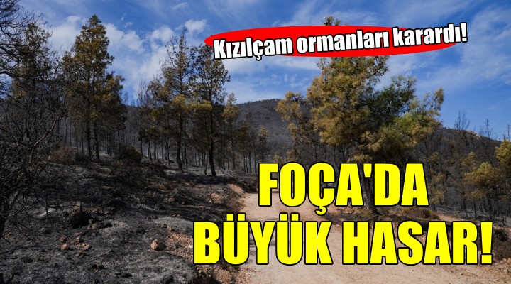 Foça yangınında büyük hasar... Kızılçam ormanı karardı!