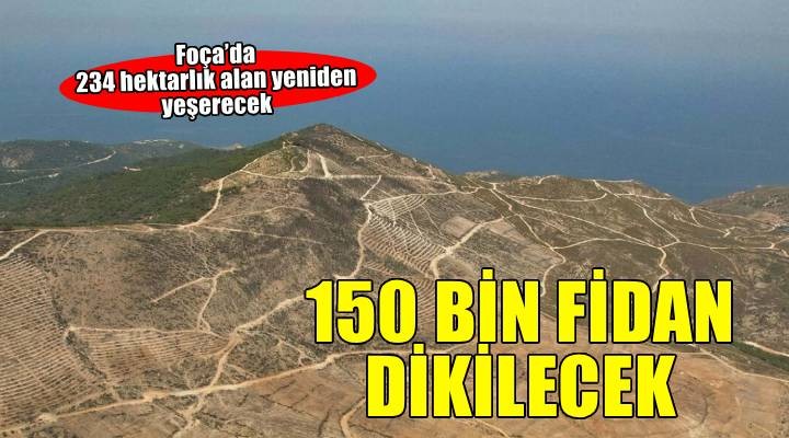 Foça'da yanan 234 hektarlık alana 150 bin fidan dikilecek