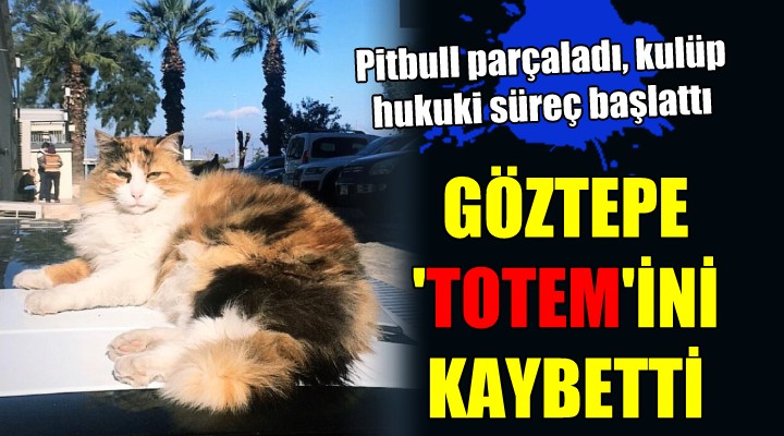 GÖZTEPE'NİN 'TOTEM'İNİ PİTBULL PARÇALADI