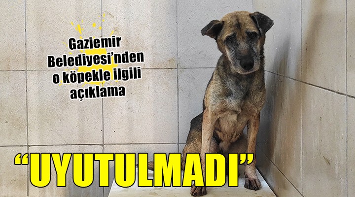 Gaziemir Belediyesi'nden o köpekle ilgili açıklama: UYUTULMADI!
