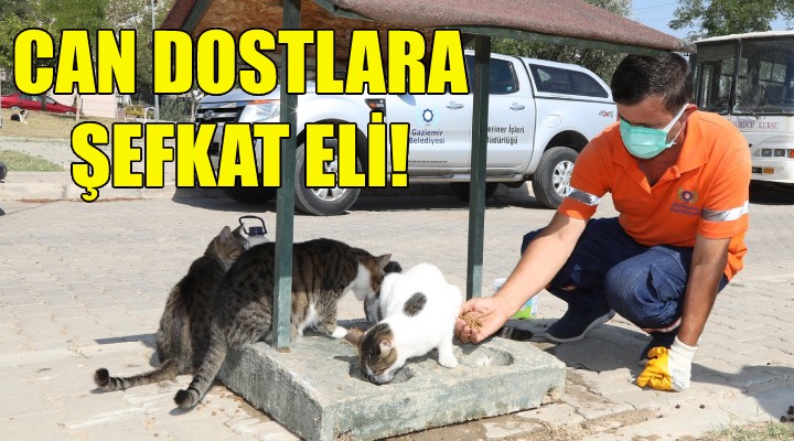 Gaziemir'de can dostlara şefkat eli!