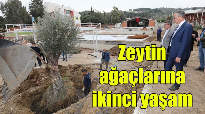 Gaziemir'de zeytin ağaçlarına ikinci yaşam