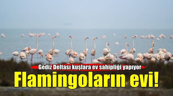 Gediz Deltası, flamingolara ev sahipliği yapıyor