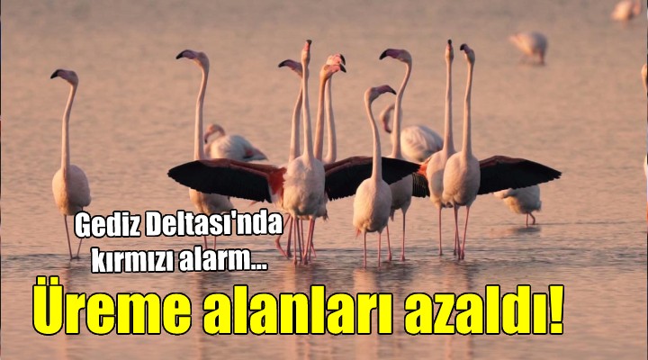 Gediz Deltası'nda flamingo ve pelikan alarmı!