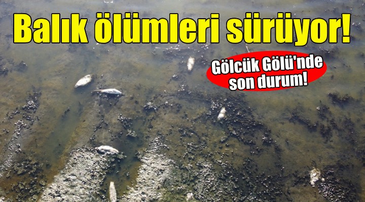 Gölcük Gölü'ndeki balık ölümleri sürüyor!