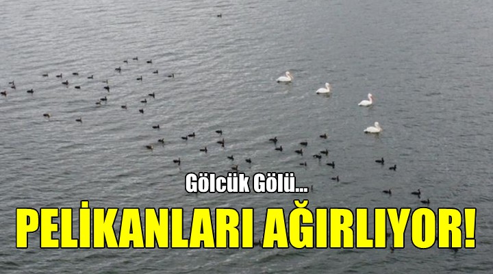 Gölcük Gölü, pelikanları ağırlıyor!