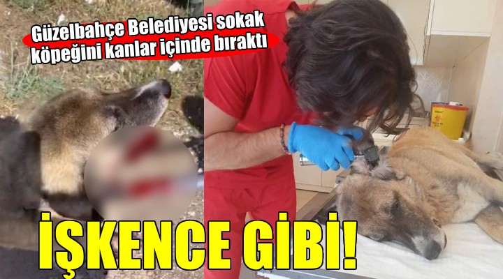 Güzelbahçe Belediyesi'nden işkence gibi köpek toplama!