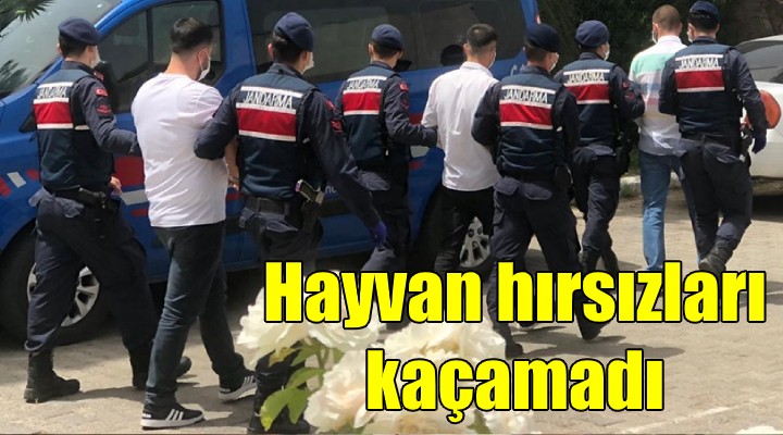 Hayvan hırsızları İzmir'e dadandı