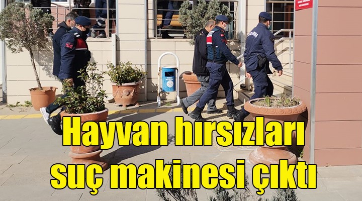 Hayvan hırsızları suç makinesi çıktı!