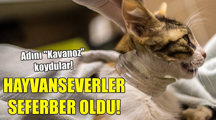 Hayvanseverler seferber oldu!