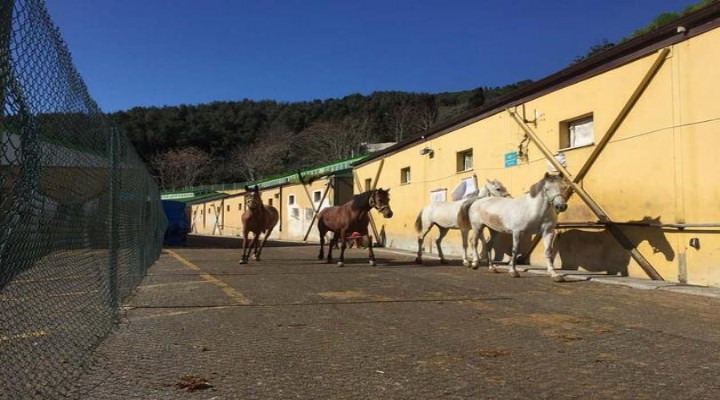 İBB'nin MHP'li belediyeye hibe ettiği atlar kayboldu!