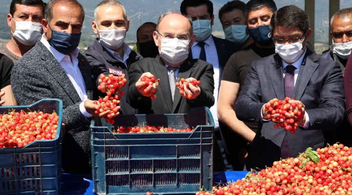 İlk hasat! Kilogramı 500 liradan satıldı!