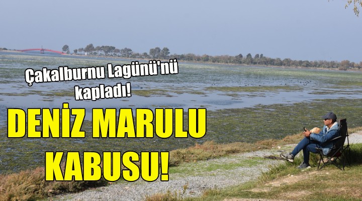 İnciraltı'nda deniz marulu kabusu!