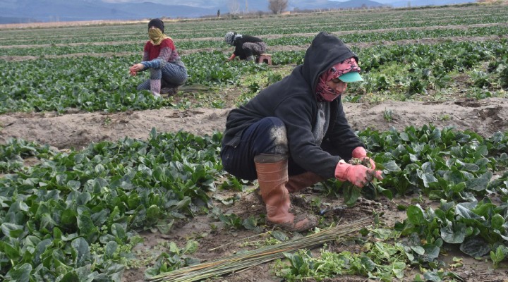 Kıtlık çeken İspanya, göçmenleri tarlada çalıştıracak