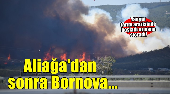 İzmir Bornova'da tarım arazisinde başlayan yangın ormana sıçradı