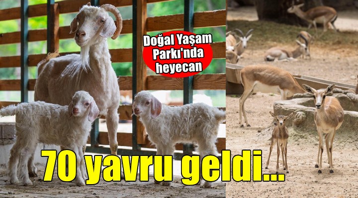 İzmir Doğal Yaşam Parkı'nda yavru heyecanı