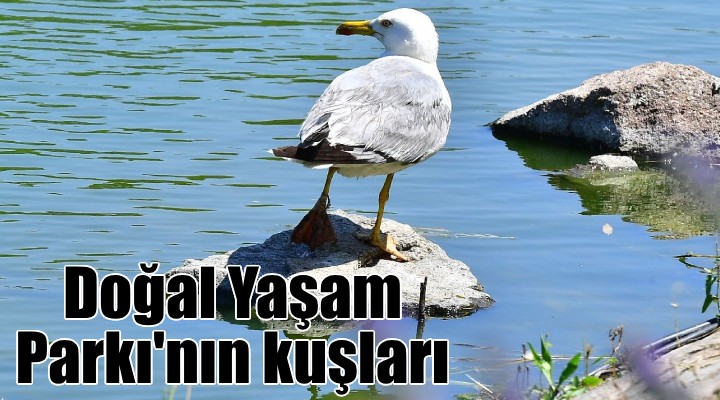 İzmir Doğal Yaşam Parkı'nın göçmen kuşları