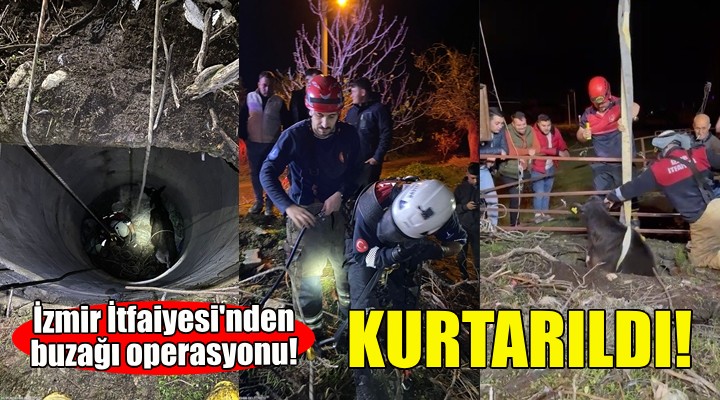 İzmir İtfaiyesi'nden buzağı operasyonu!