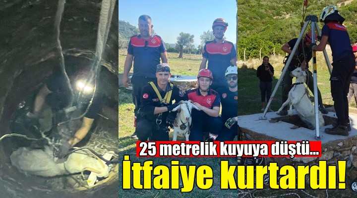 İzmir İtfaiyesi'nden keçi kurtarma operasyonu!