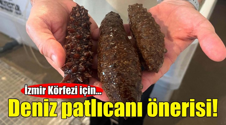 İzmir Körfezi için deniz patlıcanı önerisi!