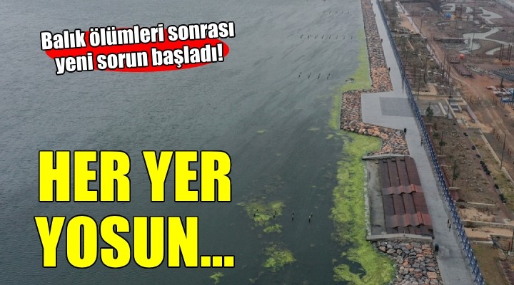 İzmir Körfezi'nde balık ölümleri sonrası yeni sorun!