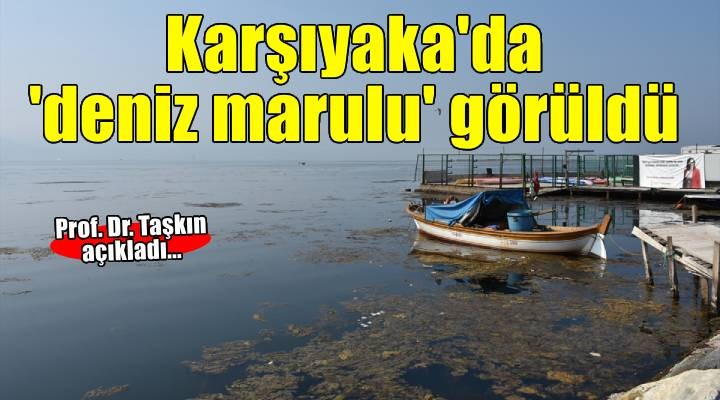 İzmir Körfezi'nde 'deniz marulu' görüldü