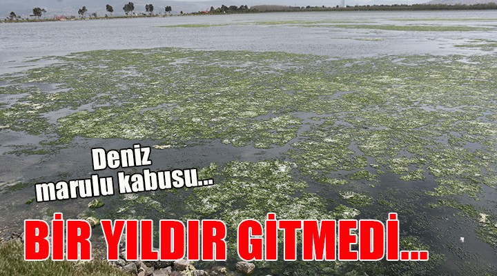 İzmir Körfezi'nde deniz marulu kabusu bitmedi..