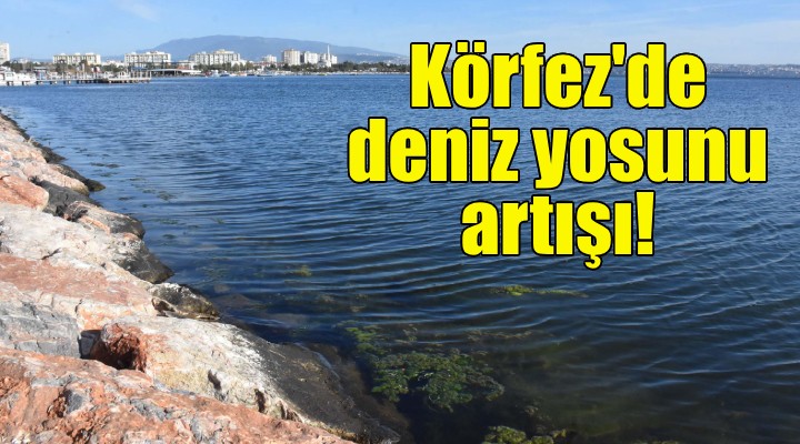 İzmir Körfezi'nde deniz yosunu artışı!