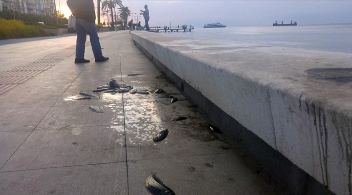 İzmir Körfezi'nde korkutan olay... Kepçesini alan sahile koştu