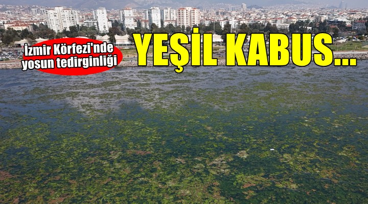 İzmir Körfezi'nde yosun tabakası oluştu