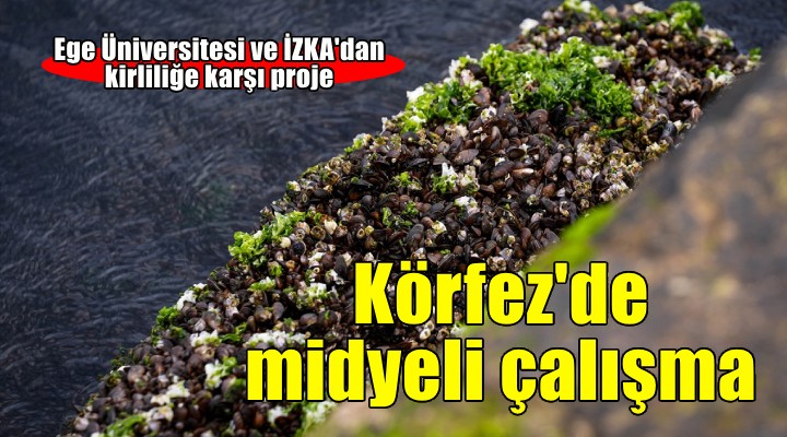 İzmir Körfezi'ndeki kirliliğin çözümü için midyelerle bilimsel çalışma yapıldı