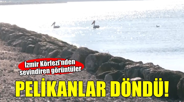 İzmir Körfezi'nden sevindiren görüntüler...