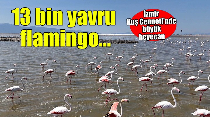 İzmir Kuş Cenneti'nde 13 bin yavru flamingo heyecanı!
