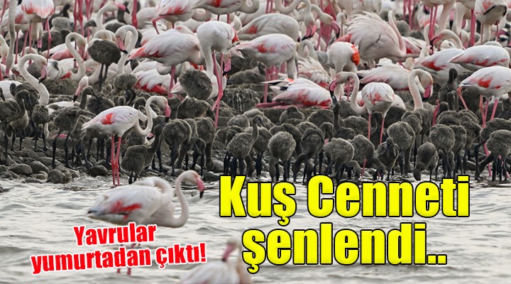 İzmir Kuş Cenneti'nde flamingolar yumurtadan çıktı!