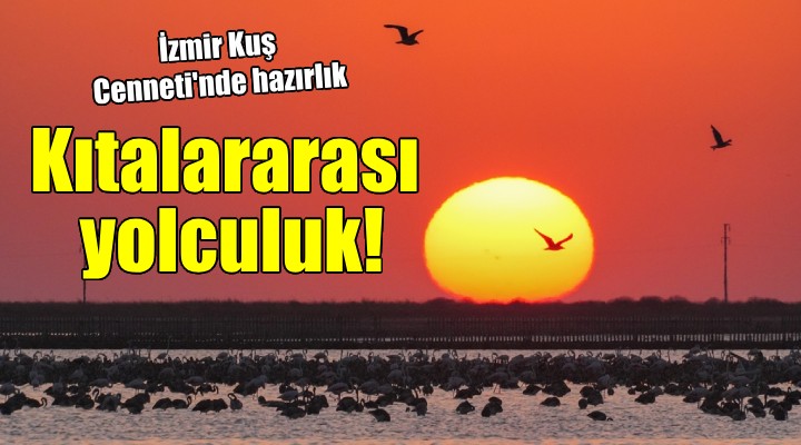 İzmir Kuş Cenneti'nde kıtalararası yolculuk hazırlığı...