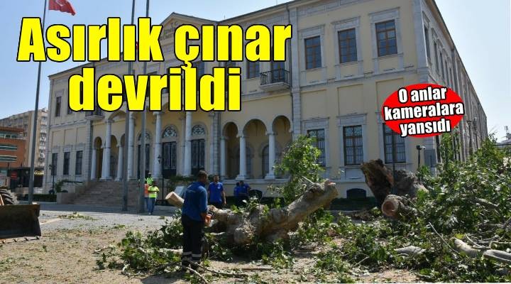 İzmir Valiliği önündeki asırlık çınar devrildi; o anlar kamerada