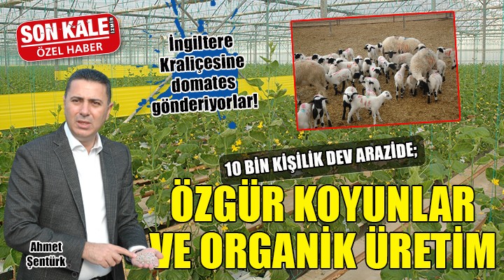 İzmir'de 10 bin dönümlük dev arazide özgür koyunlar ve organik sebze üretimi...