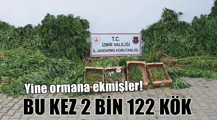 İzmir'de 2 bin 122 kök kenevir ele geçirildi