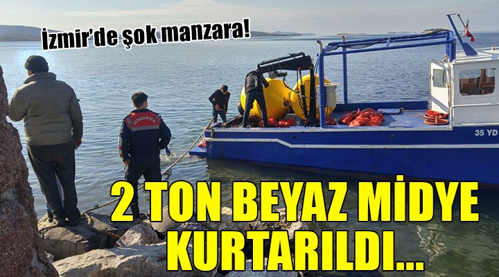 İzmir'de 2 ton beyaz midye kurtarıldı!