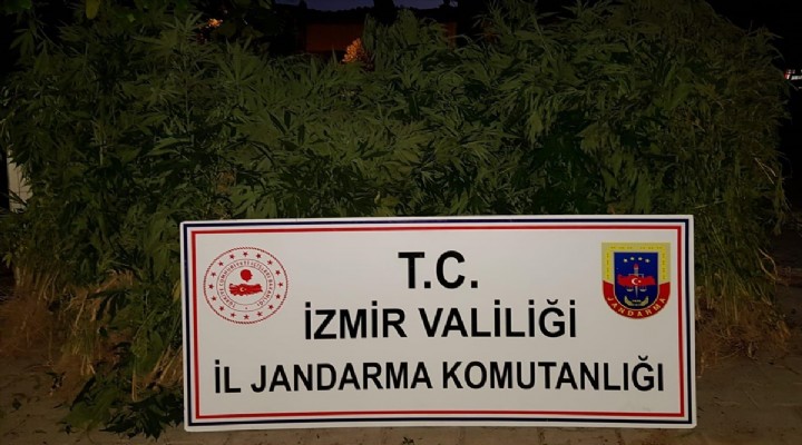 İzmir'de 220 kök Hin keneviri ele geçirildi