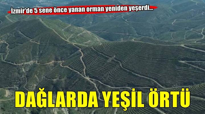 İzmir'de 5 yıl önce yanan orman, dikilen fidanlarla yeniden yeşerdi