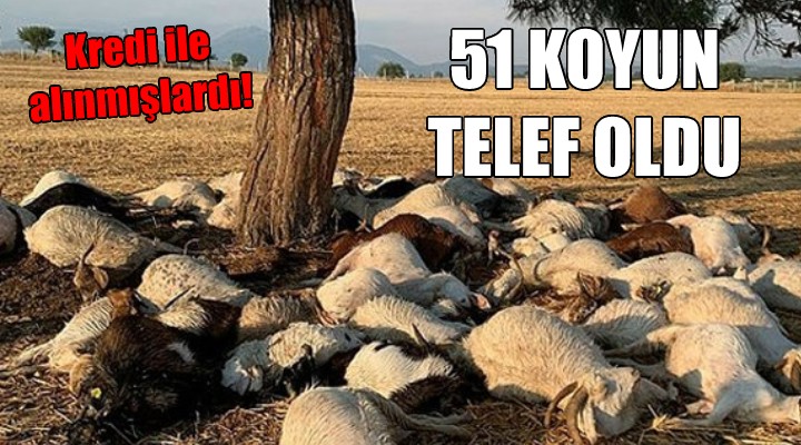 İzmir'de 51 koyun telef oldu