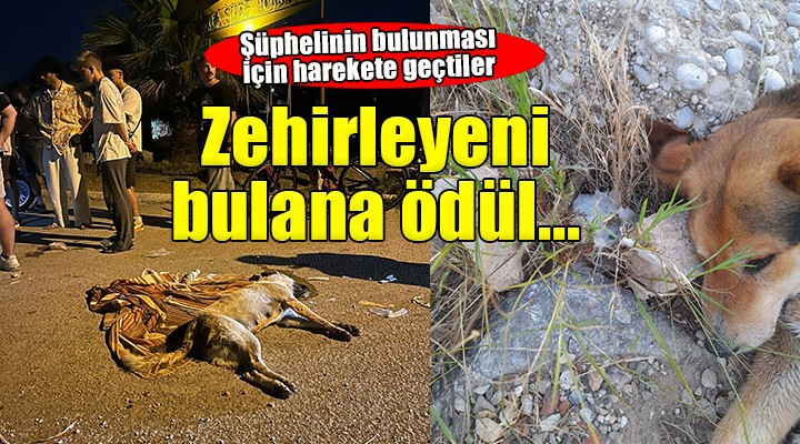 İzmir'de 6 köpeği zehirleyen şüpheliyi bulana ödül var!
