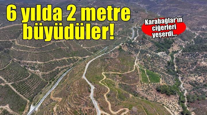 İzmir'de 6 yıl önce yanan ormanlık alana dikilen fidanlar 2 metreye ulaştı