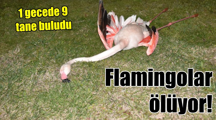 İzmir'de 9 flamingonun ölümü endişe uyandırdı